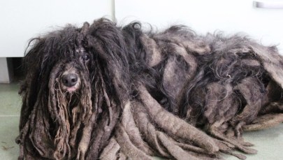 Pies miał skorupę z sierści. Znaleziono jego właściciela