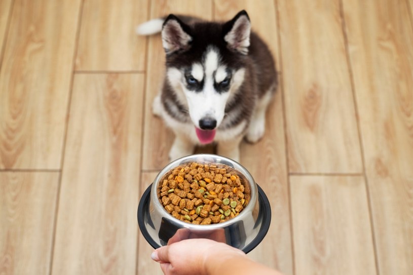 Pies może chorować na alergię pokarmową podobnie jak człowiek /123RF/PICSEL