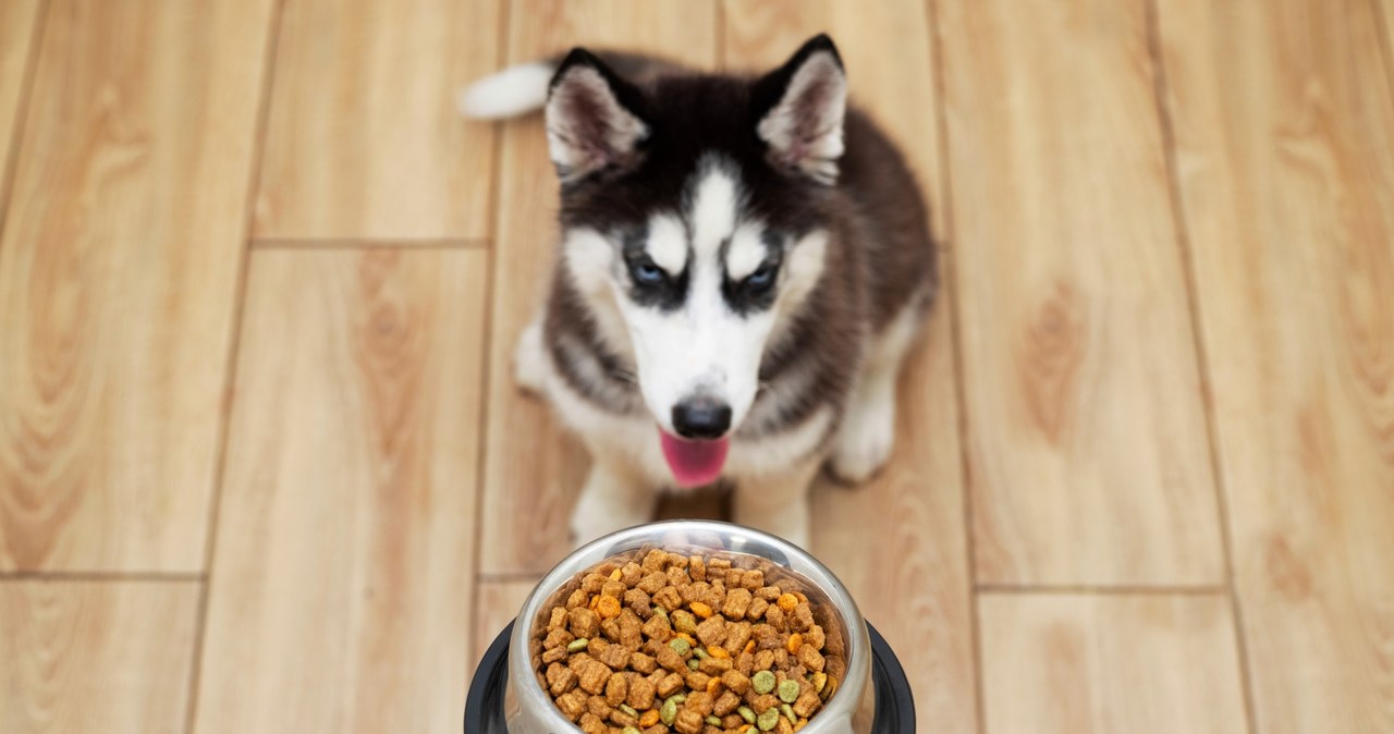 Pies może chorować na alergię pokarmową podobnie jak człowiek /123RF/PICSEL