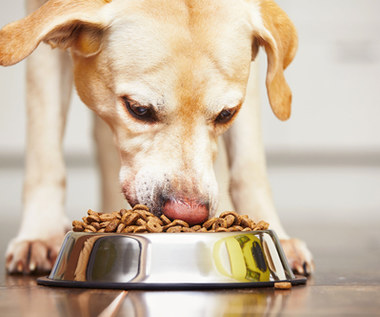 Pies na diecie wegetariańskiej? Nowa moda wśród właścicieli psów 