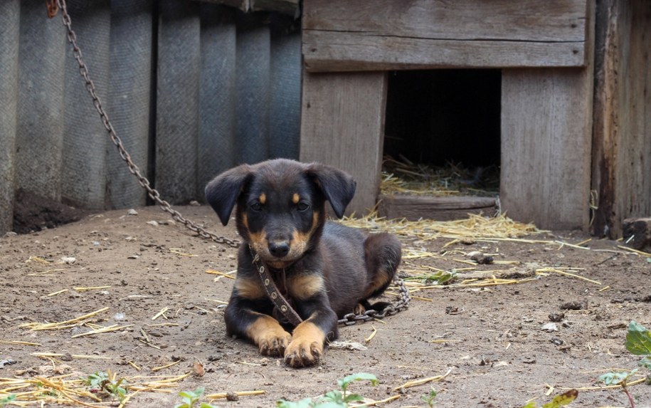 Pies na łańcuchu - ustawa miała zapobiec tego typu sytuacjom. /Shutterstock