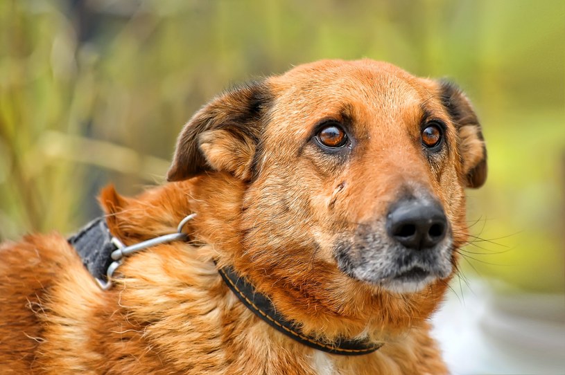 Pies na niechciane pieszczoty może zareagować agresją /123RF/PICSEL