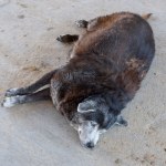 Pies na ozempicu. Czy zastrzyki odchudzające dla zwierząt są bezpieczne?