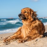 MOPR Pies na plaży? Mocny komentarz szefa mazurskich ratowników