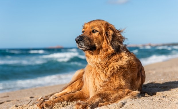 Pies na plaży? Mocny komentarz szefa mazurskich ratowników