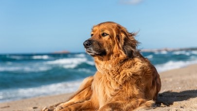 Pies na plaży? Mocny komentarz szefa mazurskich ratowników