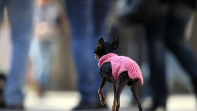 Pies na spacerze z fachowcem