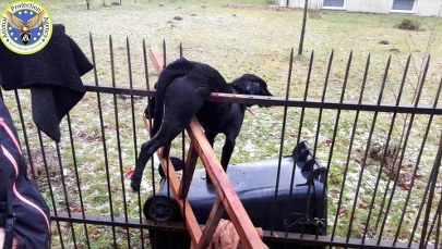 ​Pies nabił się na ogrodzenie po wystrzale fajerwerków. Wisiał kilka godzin