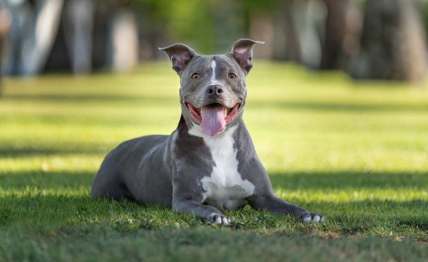 Pies nacisnął spust i postrzelił swojego właściciela