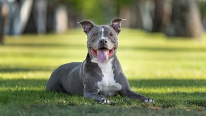 Pies nacisnął spust i postrzelił swojego właściciela