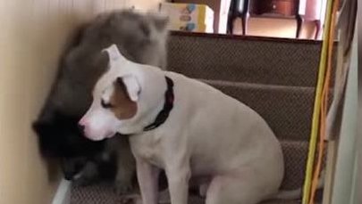 Pies najlepszym przyjacielem... psa. Zobacz wzruszający filmik