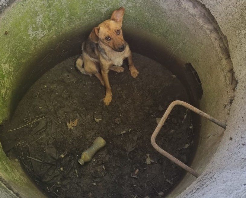 Pies nie mógł samemu wydostać się z głębokiej studni /Policja Olsztyn /materiały prasowe