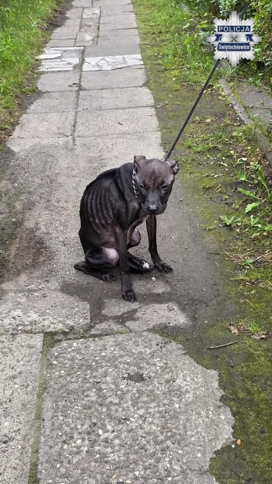 Pies nie przeżył, fot. Policja /