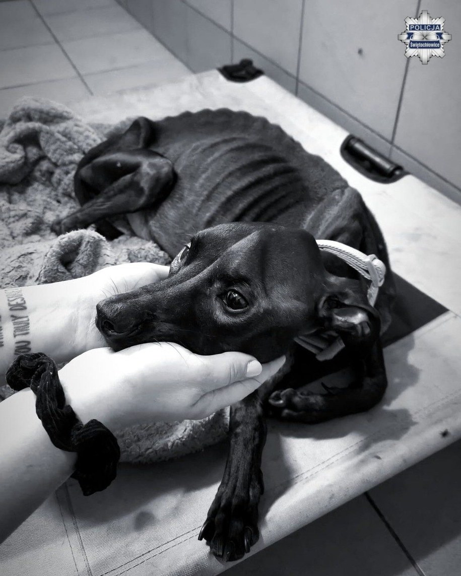 Pies nie przeżył, fot. Policja /