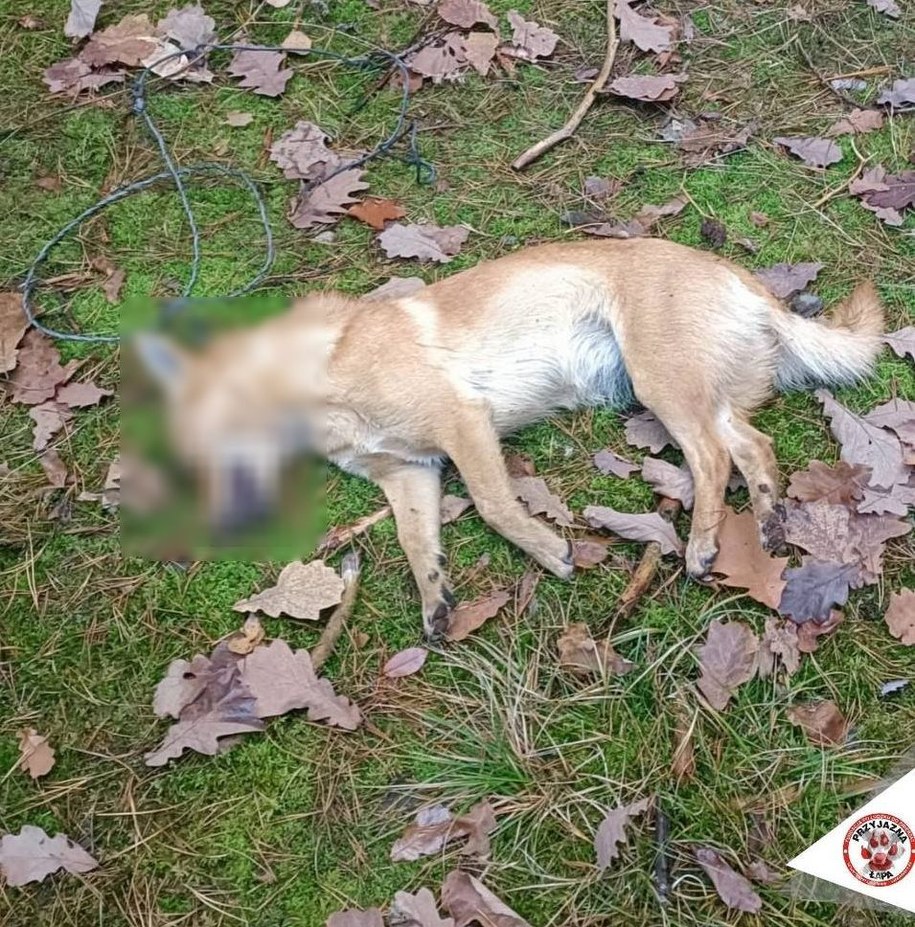 Pies nie przeżył /KPP Puławy /