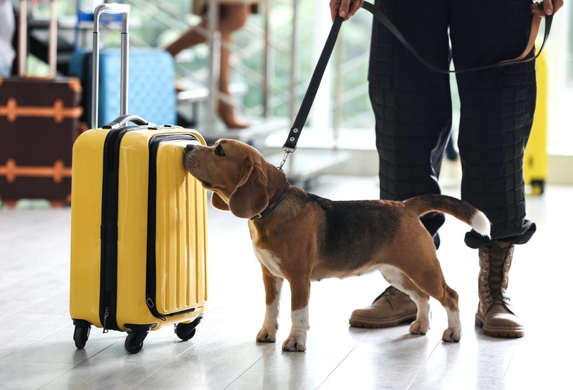Pies nie tylko wyczuje, co masz w bagażu. Być może nawet to widzi - choć na swój sposób /123RF/PICSEL /123RF/PICSEL