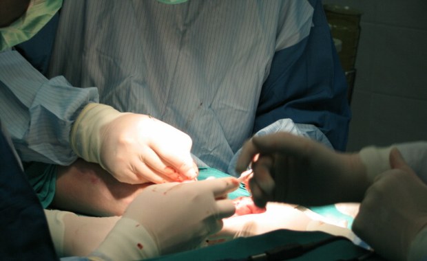 Pies odgryzł ucho 9-latkowi. Lekarze zaszyli małżowinę w brzuchu