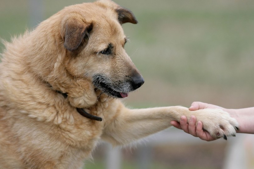 Pies odwdzięczy się miłością /©123RF/PICSEL