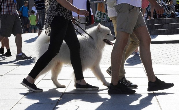 "Pies osiąga dojrzałość 3-letniego dziecka. Odczuwa emocje niższego rzędu"