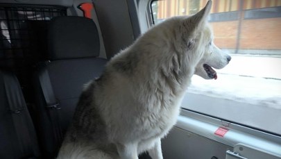 Pies pasażerem na gapę. Wysiadł z pociągu w Ciechanowie