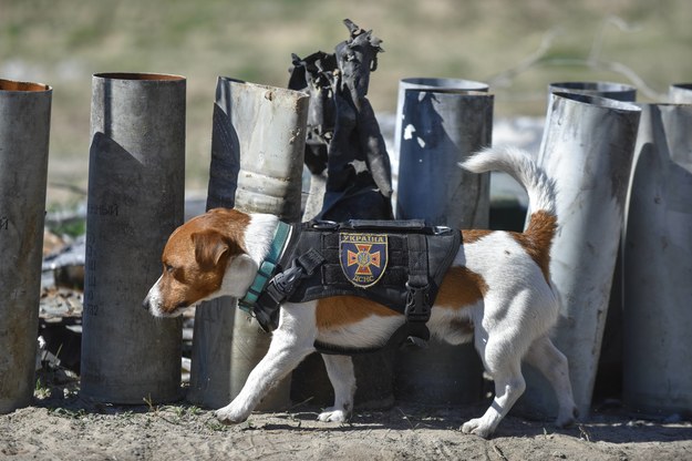 Pies Patron pies rasy jack russel, który waży tylko cztery kilogramy i dlatego może bezpiecznie biegać po zaminowanym terenie /OLEG PETRASYUK /PAP/EPA