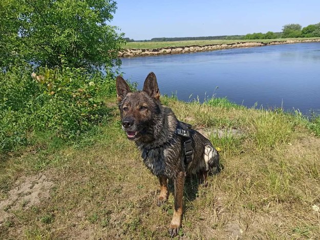 Pies Pax, który pomógł w ujęciu złodzieja piwa. /KMP Łomża /Policja