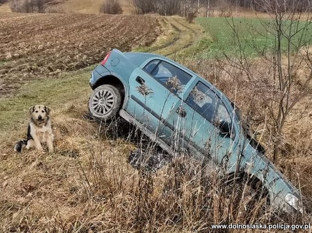 Pies pilnował pana /KMP Jelenia Góra /Policja