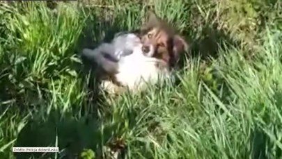 Pies pilnował przy drodze rannego towarzysza. Pomogli im policjanci