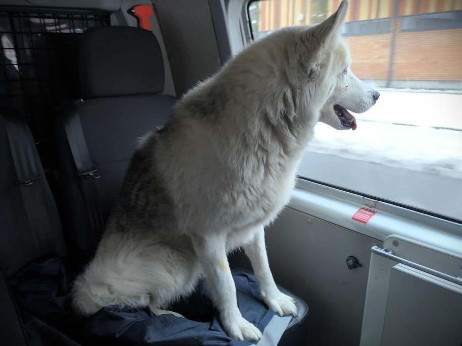 Pies podróżnik /KPP w Ciechanowie /