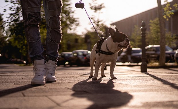 Pies pogryzł 4-latka. Znaleziono właściciela zwierzęcia 