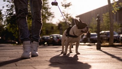 Pies pogryzł 4-latka. Znaleziono właściciela zwierzęcia 