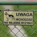 Pies pogryzł nietrzeźwego mężczyznę. Za drażnienie zwierzęcia zapłaci karę