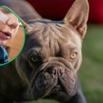 ​Pies pogryzł twarz 4-letniego Frania. Rodzice szukają właściciela czworonoga