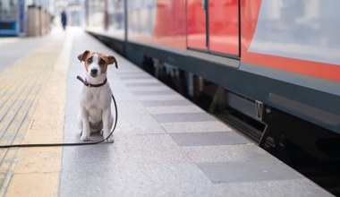 Pies pojedzie pociągiem za darmo. Nowe rozwiązanie na polskiej kolei