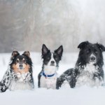 Pies "pokaże" ci, że marznie. Zwróć uwagę na te zachowania