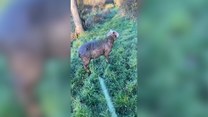 Pies pomógł wyciągnąć owcę z bagna. Zobacz