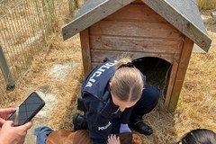 Pies porzucony w lesie został uratowany  