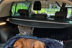 Pies porzucony w lesie został uratowany  