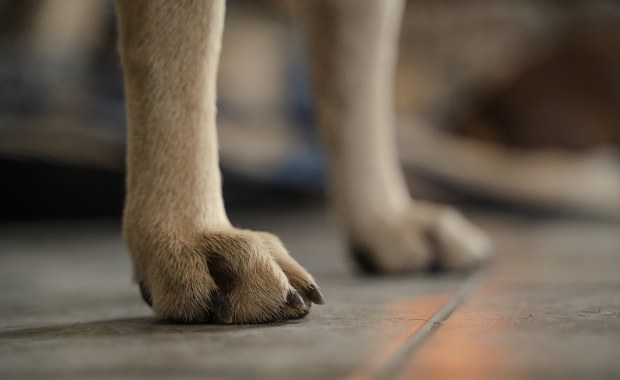 Pies porzucony w mieszkaniu. Właścicielka wyjechała z kraju