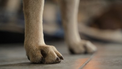 Pies porzucony w mieszkaniu. Właścicielka wyjechała z kraju