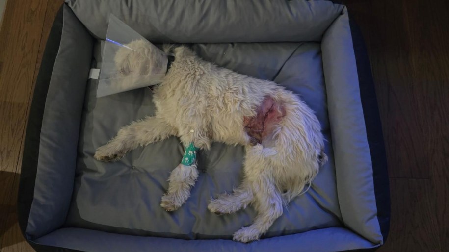 Pies poszkodowany w ataku agresywnych zwierząt /Zdjęcie udostępnione /