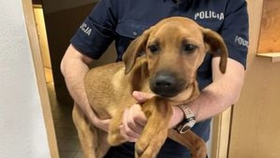 Pies powieszony na moście. Policja szuka sprawcy