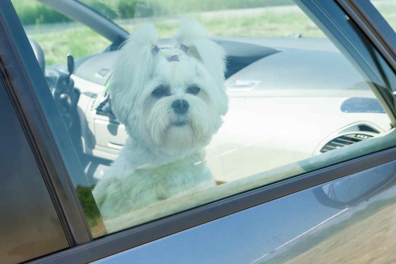 Pies powinien mieć zapewnione komfortowe i bezpieczne warunki podczas całej podróży samochodem. /123RF/PICSEL