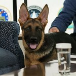 Pies prezydenta Bidena w ciągu czterech miesięcy dziesięciokrotnie pogryzł funkcjonariuszy Secret Service