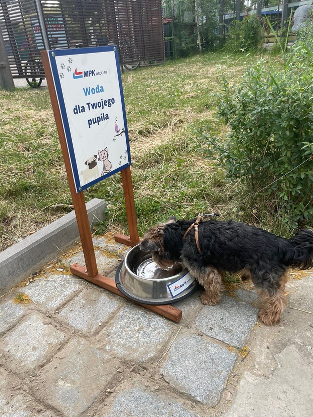 Pies przy jednej z misek z wodą /MPK Wrocław /