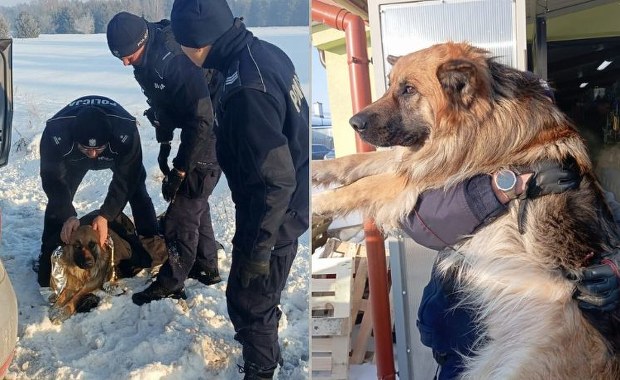 Pies przymarzł do pobocza drogi. Dramatyczna akcja ratunkowa na Mazowszu 