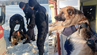Pies przymarzł do pobocza drogi. Dramatyczna akcja ratunkowa na Mazowszu 