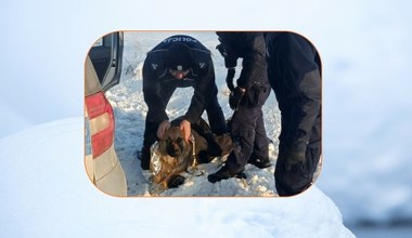 Pies przymarzł do pobocza. Policjanci skuli lód i uratowali mu życie