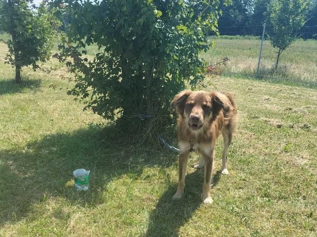 Pies przywiązany do drzewa /Policja Podkarpacka /Policja