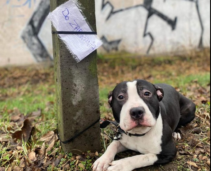 Pies przywiązany do słupa na terenie Kalisza /Biuro Schroniska dla Bezdomnych Zwierząt - Urząd Miasta Kalisza /facebook.com